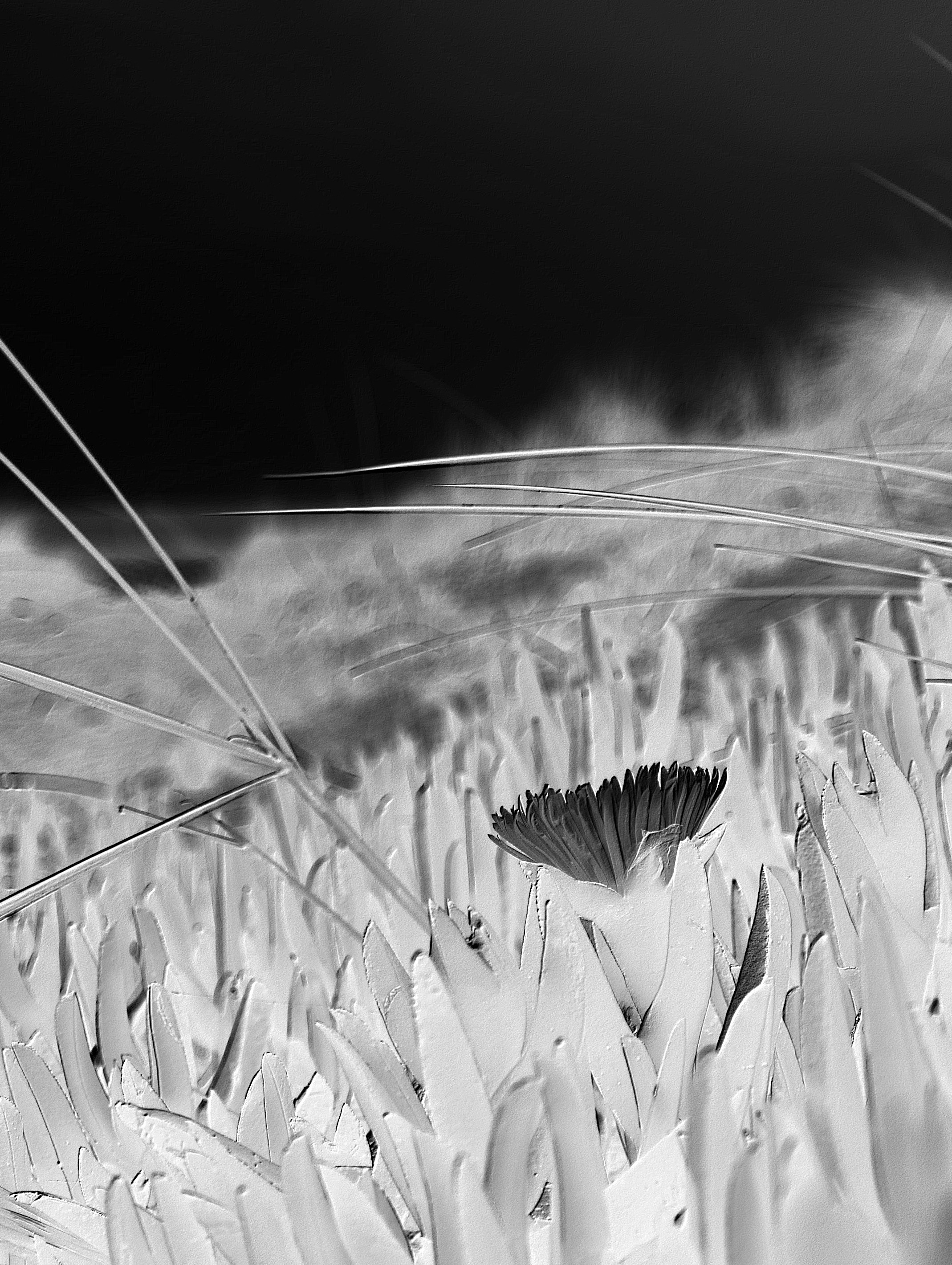 Negative Me Solarization curves